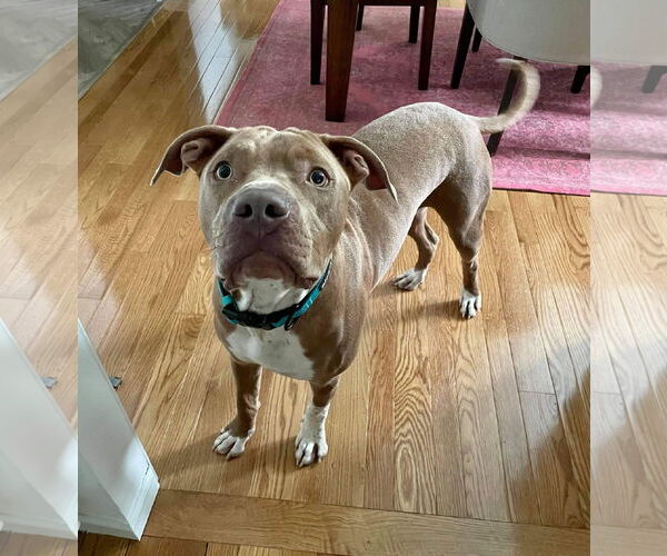 Medium Photo #43 American Pit Bull Terrier-Unknown Mix Puppy For Sale in Germantown, OH, USA