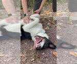 Small #3 Border Collie Mix