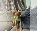 Small #3 Mutt