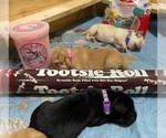 Puppy Tootsie Roll Labrador Retriever