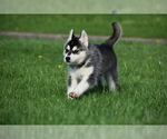 Small #2 Siberian Husky