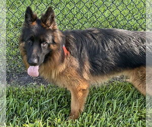 German Shepherd Dog Dogs for adoption in Plantation, FL, USA