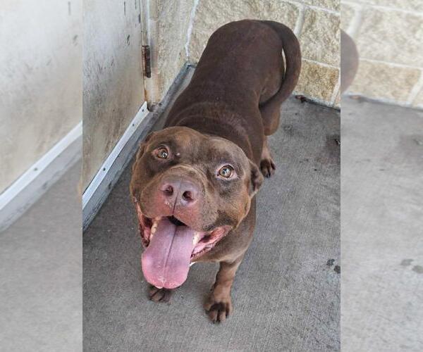 Medium Photo #7 American Pit Bull Terrier-Labrador Retriever Mix Puppy For Sale in Rockwall, TX, USA