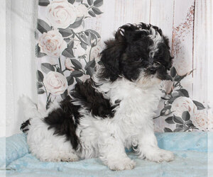 ShihPoo Puppy for sale in PENNS CREEK, PA, USA