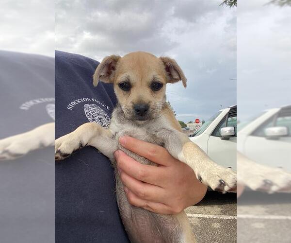 Medium Photo #1 Chihuahua-Unknown Mix Puppy For Sale in Stockton, CA, USA