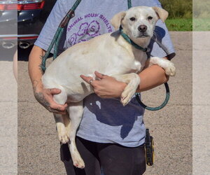 Valkyrie - Female Siberian Husky-Unknown Mix Dog for Adoption - Photo #3