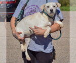 Small Photo #3 Siberian Husky-Unknown Mix Puppy For Sale in Huntley, IL, USA