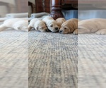 Small #3 English Cream Golden Retriever