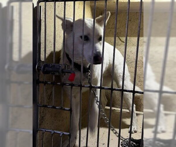 Medium Photo #1 Siberian Husky-Unknown Mix Puppy For Sale in Oklahoma City, OK, USA