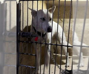 Siberian Husky-Unknown Mix Dogs for adoption in Oklahoma City, OK, USA