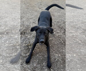 Tyson - Male Mutt Dog for Adoption - Photo #6