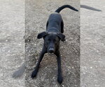 Small Photo #6 Mutt Puppy For Sale in Corning, AR, USA