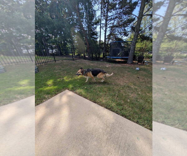 Medium Photo #3 German Shepherd Dog-Unknown Mix Puppy For Sale in La Grange , NC, USA