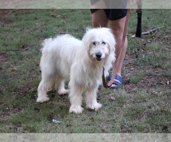 Medium Photo #10 Goldendoodle Puppy For Sale in TIMBERLAKE, NC, USA