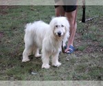 Small #9 Goldendoodle