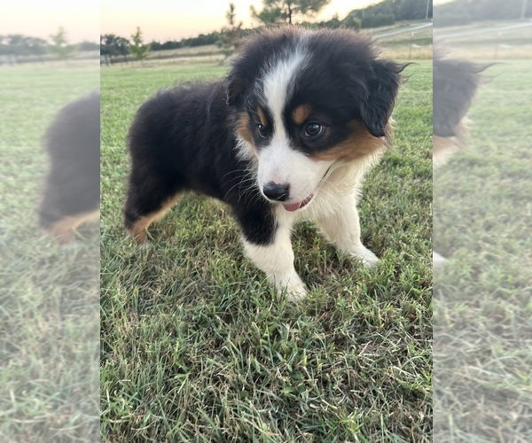 Medium Photo #1 Australian Shepherd Puppy For Sale in ADA, OK, USA