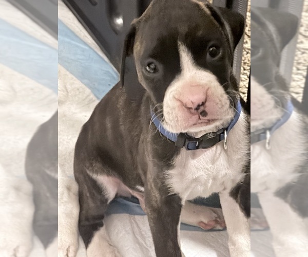 Medium Photo #5 Boxer Puppy For Sale in DISPUTANTA, VA, USA