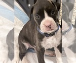 Boxer puppies - Male Boxer Puppy for Sale - Photo #5
