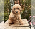 Small #3 Cockapoo (Toy)