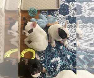 French Bulldog Puppy for sale in CINCINNATI, OH, USA