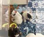 Image preview for Ad Listing. Nickname: June Litter