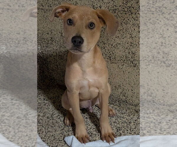 Medium Photo #2 Labrador Retriever-Unknown Mix Puppy For Sale in Canton, CT, USA