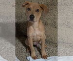 Small #1 Labrador Retriever Mix