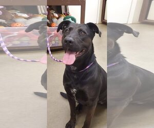 Labrador Retriever Dogs for adoption in Amarillo, TX, USA