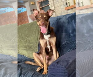 Australian Shepherd-Unknown Mix Dogs for adoption in Germantown, OH, USA