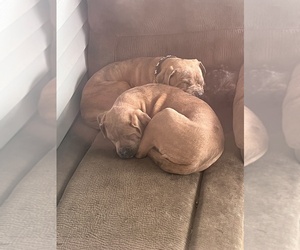 Cane Corso Puppy for sale in GREENFIELD, IN, USA
