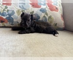 Puppy Charlene Schnauzer (Miniature)