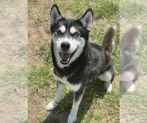 Father of the Siberian Husky puppies born on 01/21/2024