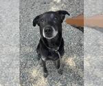 Small Labrador Retriever Mix
