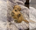 Small Photo #13 Labradoodle Puppy For Sale in TAYLORVILLE, IL, USA