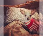 Small Photo #13 Chihuahua-Unknown Mix Puppy For Sale in Fargo, ND, USA
