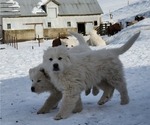 Small Photo #7 Great Pyrenees Puppy For Sale in PRESCOTT, WA, USA