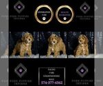 Puppy Dorito F1BB Goldendoodle (Miniature)