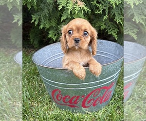Cavalier King Charles Spaniel Puppy for sale in MIDDLEBURY, IN, USA