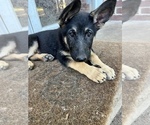 Small Photo #3 German Shepherd Dog Puppy For Sale in SPRING VALLEY, MN, USA