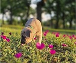 Small Photo #11 Cane Corso Puppy For Sale in BANGS, TX, USA