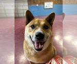 Small #7 Shiba Inu Mix