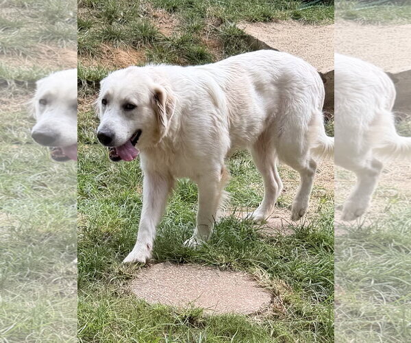 Medium Photo #3 Great Pyrenees-Retriever  Mix Puppy For Sale in Wetumpka, AL, USA