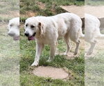 Small #2 Great Pyrenees-Retriever  Mix