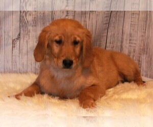 Golden Retriever Puppy for sale in FREDERICKSBURG, OH, USA