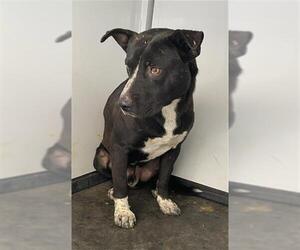 Mutt Dogs for adoption in Bakersfield, CA, USA