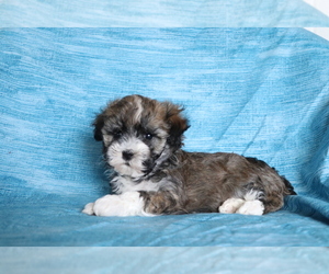 Havanese Puppy for sale in SHILOH, OH, USA