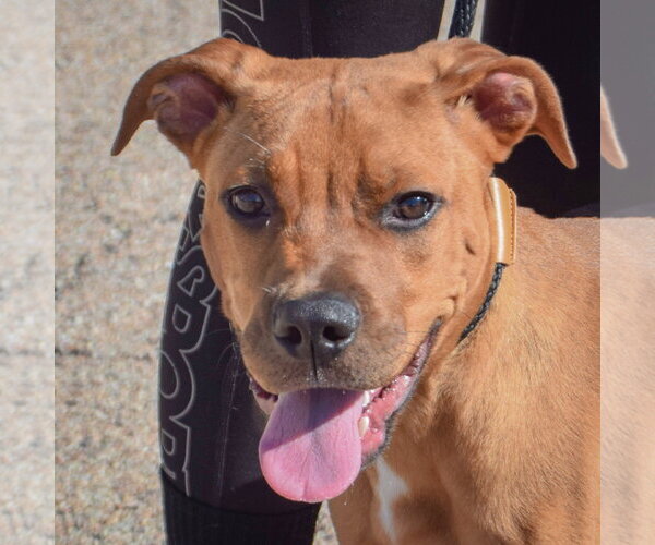 Medium Photo #1 American Staffordshire Terrier-Rottweiler Mix Puppy For Sale in Huntley, IL, USA