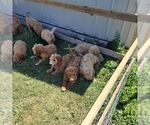 Small Photo #15 Goldendoodle (Miniature) Puppy For Sale in REED CITY, MI, USA