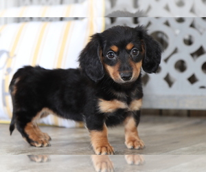 Dachshund Puppy for sale in MOUNT VERNON, OH, USA