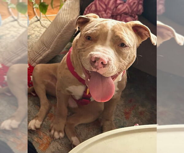 Medium Photo #5 American Bulldog Puppy For Sale in Brights Grove, Ontario, Canada